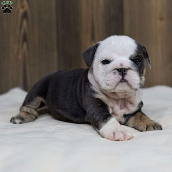 Misty Harbor, English Bulldog Puppy